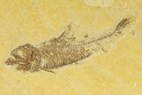 Bargain, Detailed Fossil Fish (Knightia) - Wyoming #333835-1